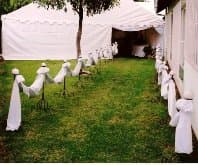 Marquee set up on a lawn with draped chairs lining the walkway